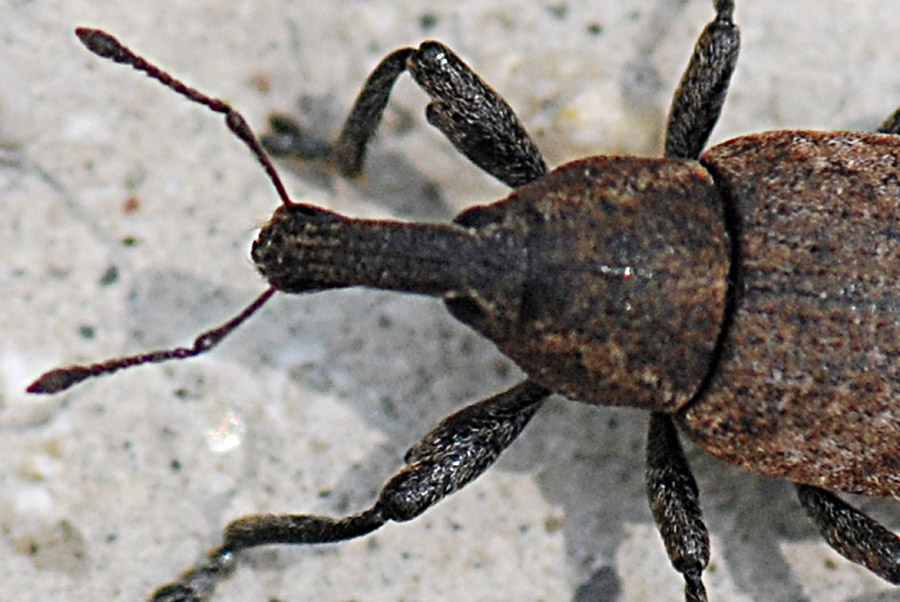 Curculionide: Lepyrus armatus